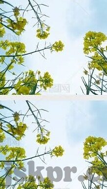 麻豆直播间app-互联网新趋势下的内容创作探索，麻豆直播间App的现象与影响